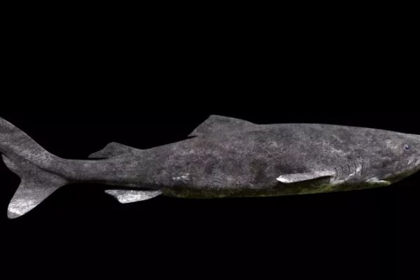 Учені з’ясували, яким чином гренландські акули живуть понад 500 років