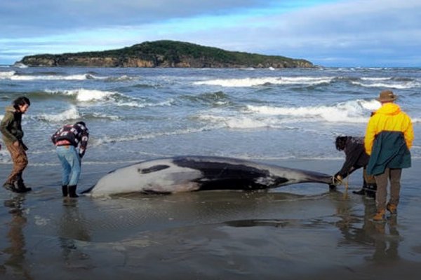 На пляж Нової Зеландії викинувся один з найрідкісніших китів у світі