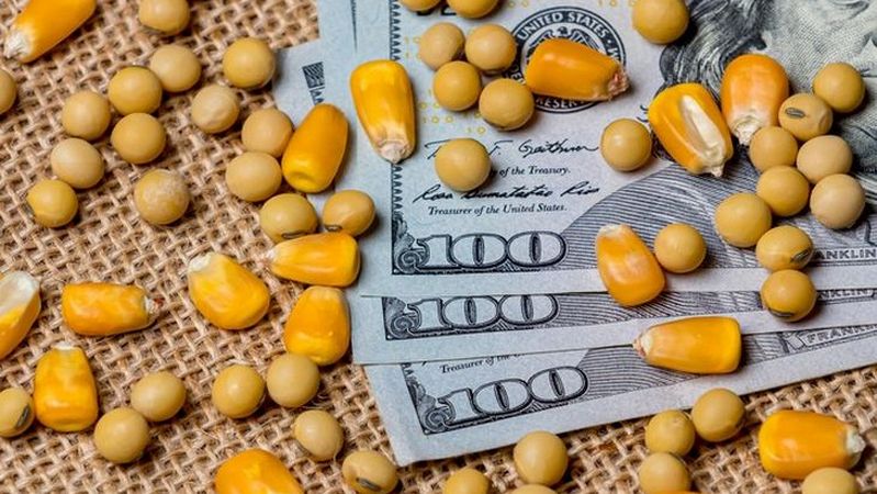 Падіння котирувань на Чиказькій біржі: пшениця, кукурудза та соя стрімко подешевшали перед вихідними