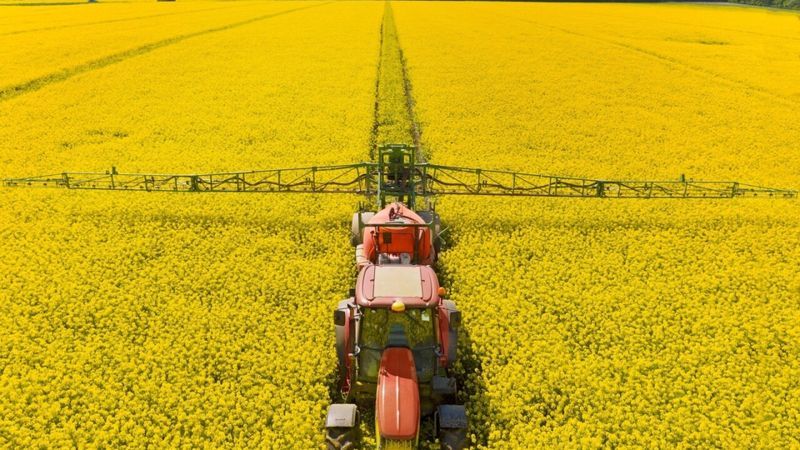 Загроза світовому ринку олійних: кліматичні аномалії в Австралії можуть суттєво знизити врожай каноли