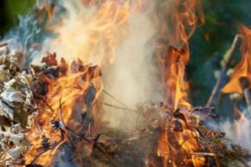 Чому не можна спалювати сухе листя і як боротися з порушниками порядку