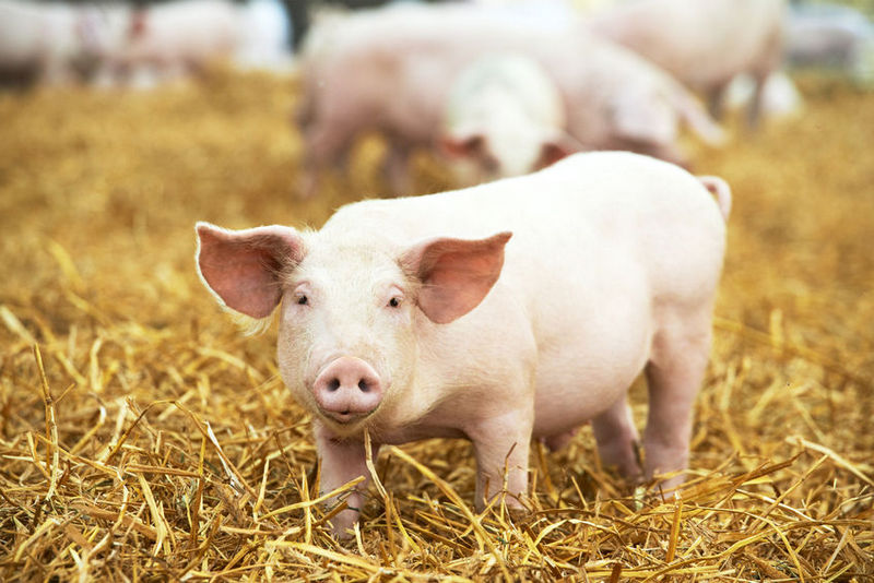 Свині можуть користуватися знаряддями — вчені