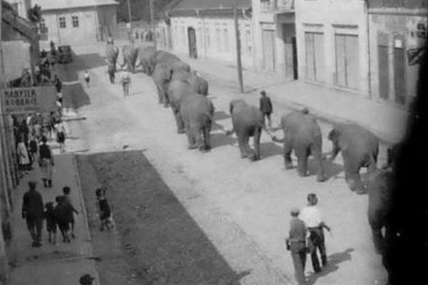 Слонів у Хусті бачили ще 100 років тому