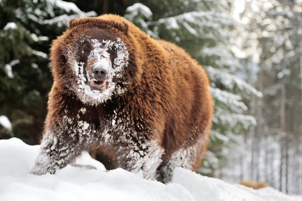 Бавляться в снігу: Ведмеді у парку 