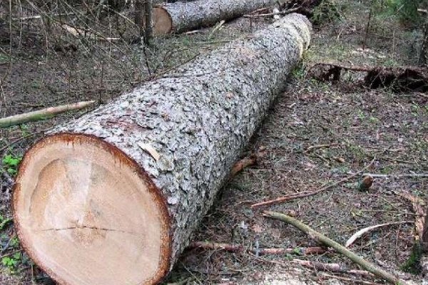 ДБР повідомило про підозру майстру лісу одного з лісництв ДП «Хустське лісове дослідне господарство»