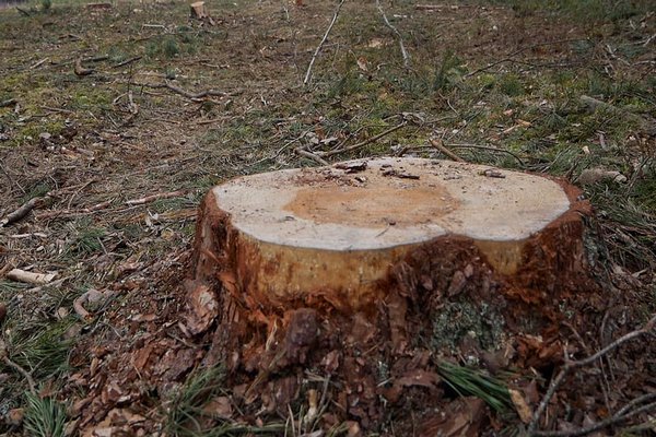 Хустський лісгосп зобов’язали відшкодувати понад 1,3 млн грн збитків, завданих незаконними рубками