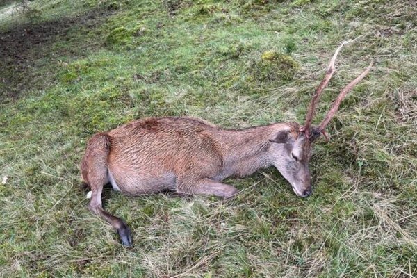 В екопарку на Хустщині загинули двоє оленів: їх отруїли