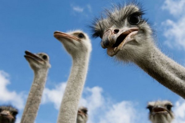 Птахи із Намібії: як на Хустщині живуть африканські страуси (ВІДЕО)