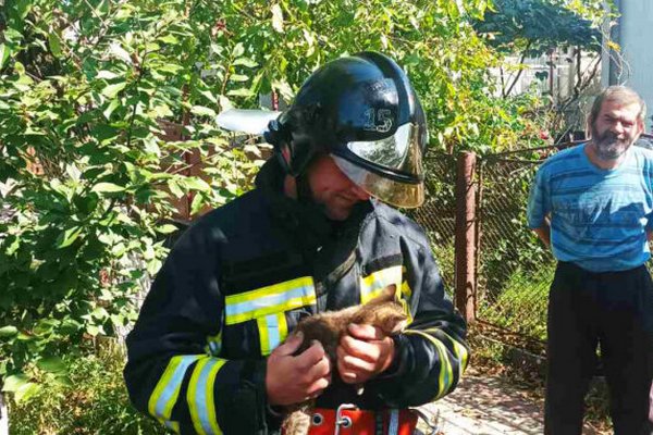 У Іршаві рятувальники знімали кошеня з дерева