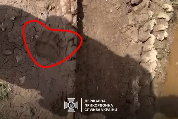 У Карпатах поблизу кордону виявили сліди ведмедя (ВІДЕО)