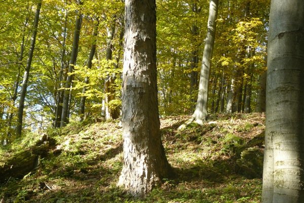 Пішли по гриби: троє людей заблукали на Закарпатті