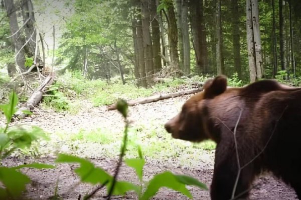 Прикордонники зафіксували ведмедя біля кордону та нагадали про небезпеку