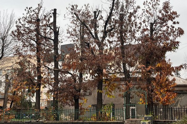 У центрі Ужгорода ріжуть дерева під будівництво