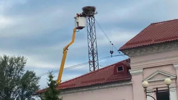 Скандал на Закарпатті: залізничники знищили легендарне 40-річне гніздо лелек біля вокзалу у Сваляві