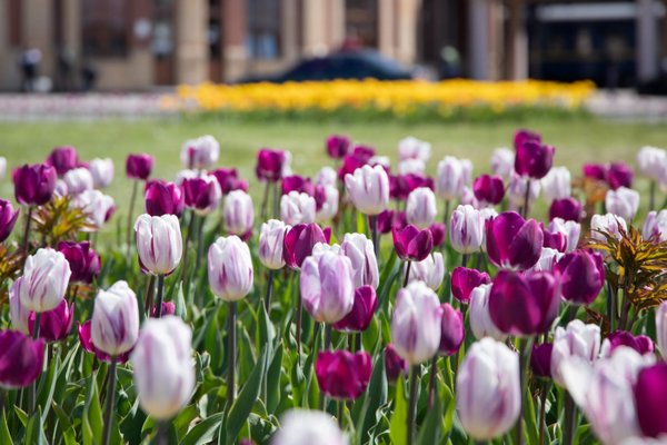 В Ужгороді квітнуть 30 тисяч тюльпанів (ВІДЕО)