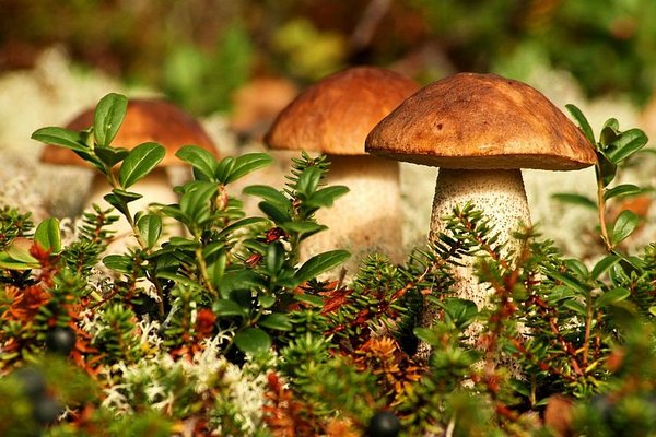 Закарпатцям нагадують про правила збирання та споживання грибів