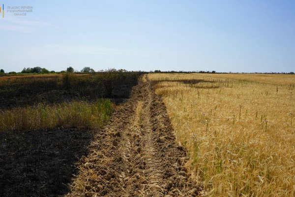 На Мукачівщині горіло пшеничне поле