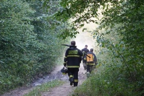 Лісову пожежу на Закарпатті загасили
