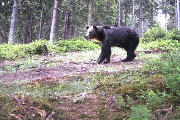 На Закарпатті фотокамера зафіксувала бурого ведмедя