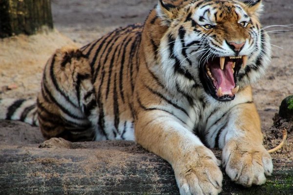 Словаччина ловить тигра, що втік з зоопарку і перетнув кордон у Закарпатті
