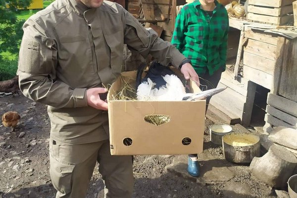 Птаха перенесла операцію успішно: на Закарпатті врятували безпомічного лелеку