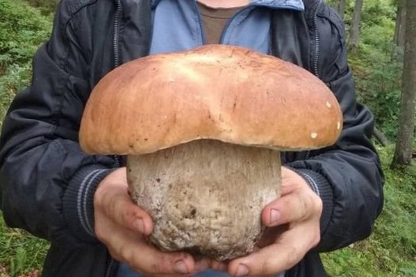 Лісівник Рахівщини знайшов велетенського гриба