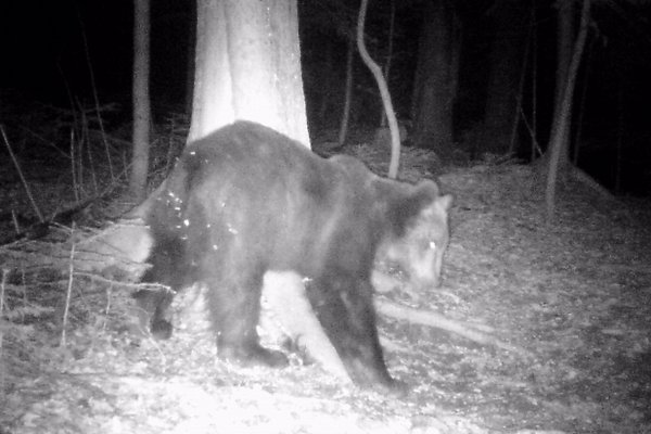 Через аномально теплу погоду у Карпатах прокинувся бурий ведмідь (ФОТО)