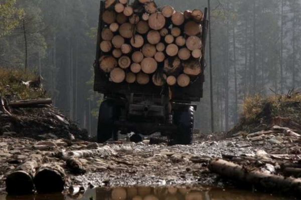 ДБР викрило на Закарпатті масштабні вирубки лісу, які завдали збитків державі на понад 50 млн грн