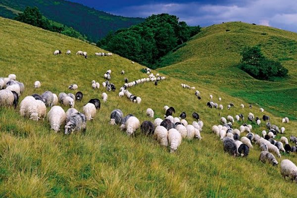 На Закарпатті створять Центр підтримки та розвитку вівчарства