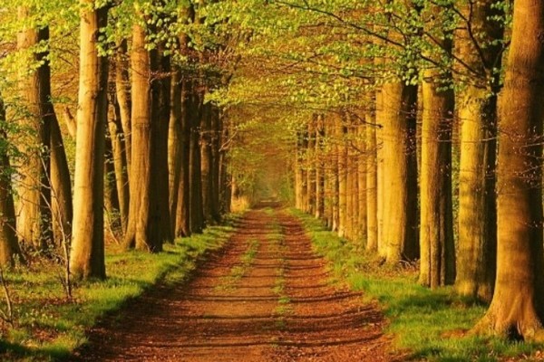 У Карпатському регіоні збудуть 100 кілометрів нових лісових доріг