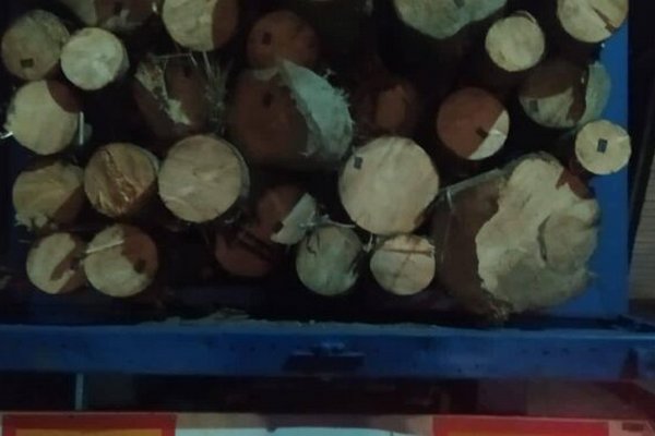 Злочин проти довкілля: на Рахівщині поліція вилучила деревину