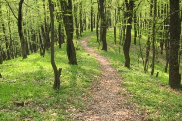 У лісі на Ужгородщині зник 65-річний чоловік