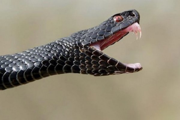 Учора в Ужгороді у приватному будинку чоловіка вкусила змія
