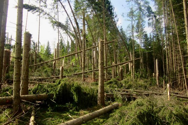 На Закарпатті підрахували збитки лісового фонду внаслідок негоди