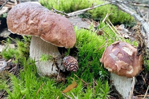 На Закарпатті з’явилися перші весняні гриби