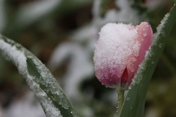 Завтра у Закарпатській області буде без опадів, можливі заморозки