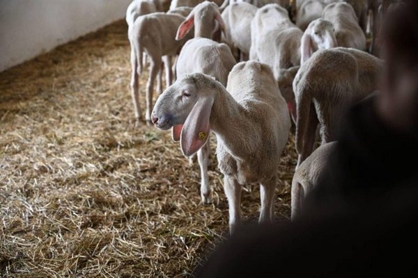 На Закарпатті розводять овець австрійської породи