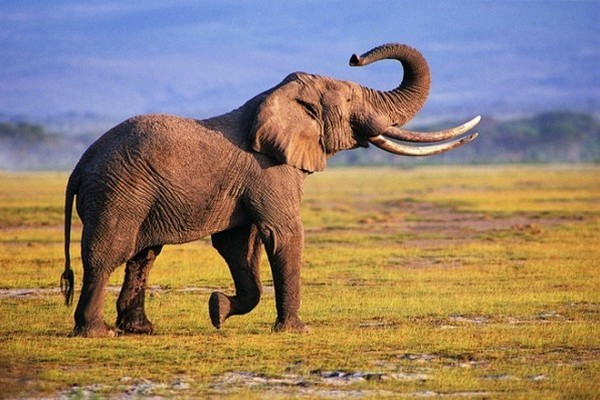 Навіщо слону хобот?