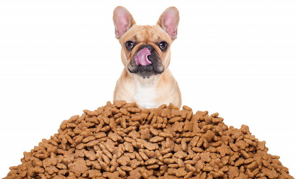 Корм для собак – что нужно знать при выборе лучшего корма