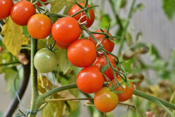 Чим обприскати помідори у серпні, щоб отримувати соковиті томати до ос
