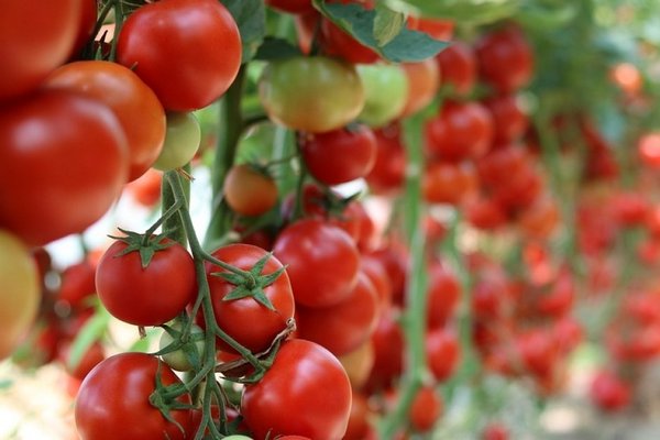 Чому поливати помідори треба перестати вже наприкінці літа