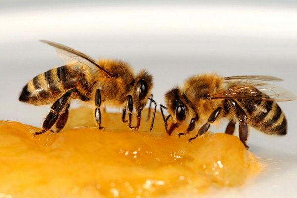 Підгодівля бджіл цукровим сиропом на зиму