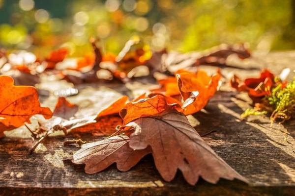 Незвичайні способи, як з користю використати опале листя в саду та городі