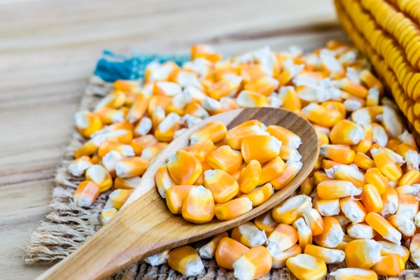Як правильно вибирати насіння кукурудзи?