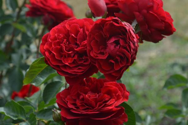 Погані сусіди для троянд — що досвідчений квітникар ніколи не посадить поруч з королевою квітів