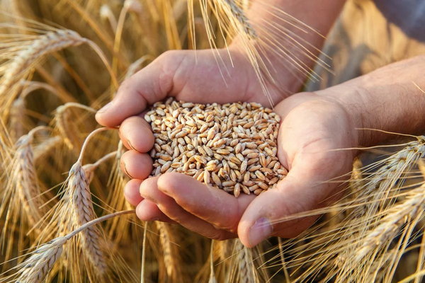 Правила и принципы работы сушилки для зерна