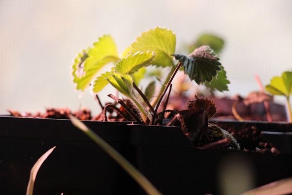 Як виростити розсаду полуниці з насіння в домашніх умовах