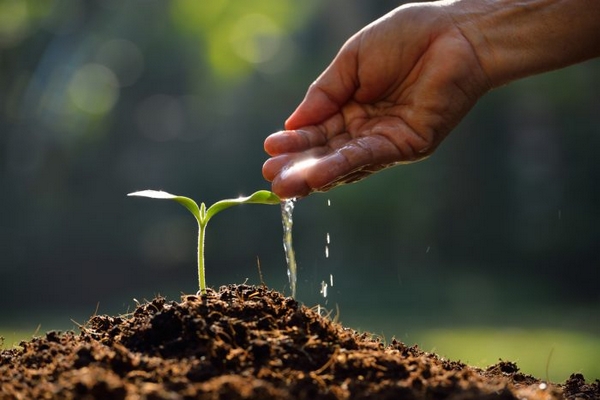 Стимулятори росту для рослин: переваги, особливості вибору та використ