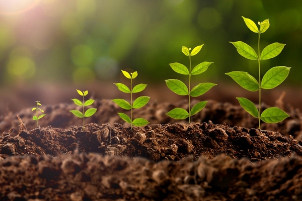 Стимулятори росту для рослин: переваги, особливості вибору та використання
