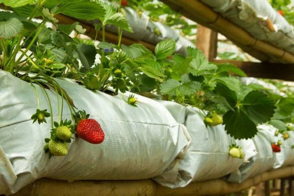 Інноваційний метод вирощування полуниці! Потрібна лише ПВХ труба